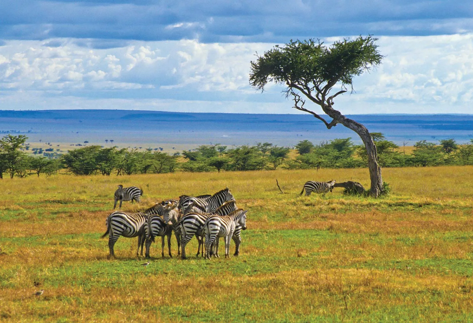 Herd zebras Kenya Maasai Mara National Reserve