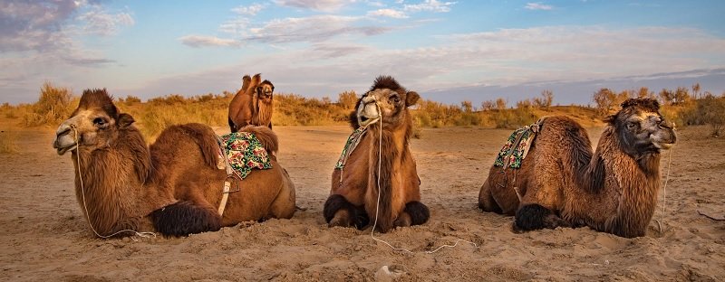 Camel Trekking in the Kyzylkum Desert