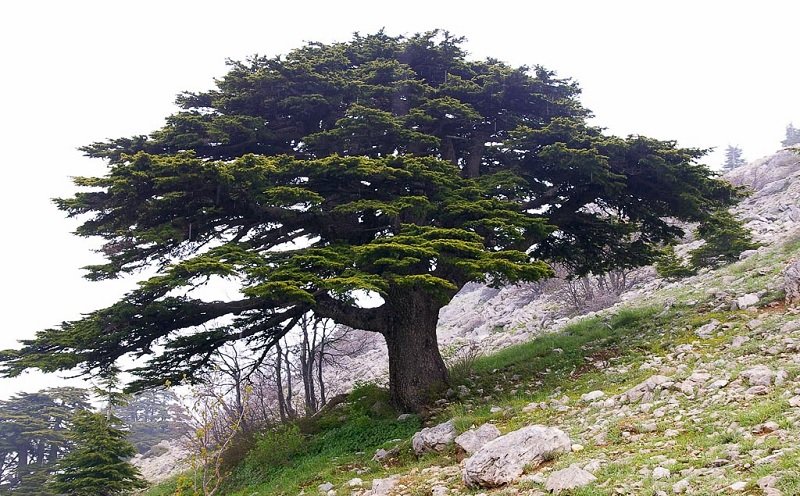 The Cedars of Lebanon