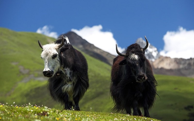 Bumthang Owl Trek